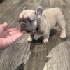 Lilac Fawn AKC French Bulldog Puppy!