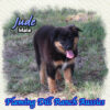 Jude ~ Mini Black Tri Aussie Male