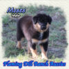 Moses ~ Mini Black Tri Aussie Male