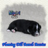 Nigiri ~ Toy Black Tri Aussie Male