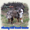 Pardon ~ Toy Blue Merle Aussie Male
