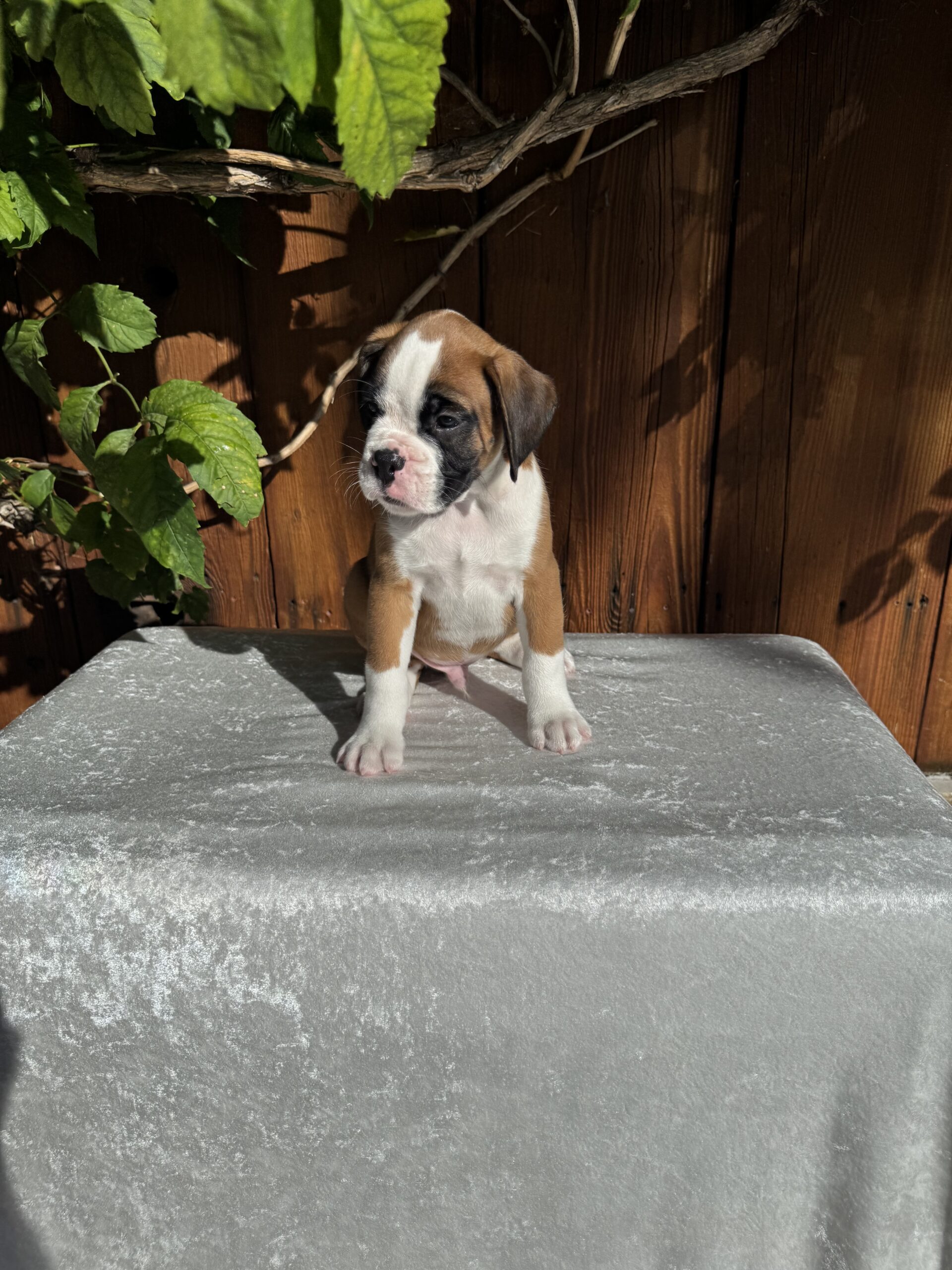 Boxer Breeder