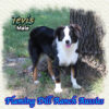 Tevis ~ Toy Blue Eyed Black Tri Aussie Male