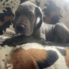 AKC Great Dane Puppy