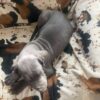 Great Dane Puppy