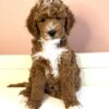 Gorgeous Red Moyen Poodle with White tuxedo front.