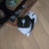 Pomeranian Puppy Male