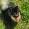 FCI Male Purebreed Pomeranian