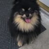 Pure breed pomeranian male
