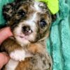 Mini Bernedoodle