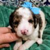 Mini Bernedoodle