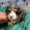 Mini Bernedoodle