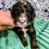 Mini Bernedoodle