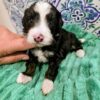 Mini Bernedoodle