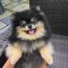 FCI male NJ Purebreed pomeranian