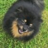 FCI Male Purebreed Pomeranian