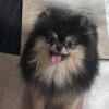 FCI male NJ Purebreed pomeranian