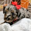 Miniature Bernedoodle Girl