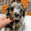 Miniature Bernedoodle Boy