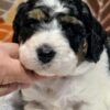 Miniature Bernedoodle Boy