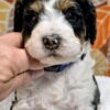 Miniature Bernedoodle Boy