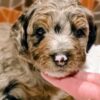 Miniature Bernedoodle Boy