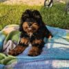 Cavapoo girl