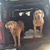 Chesapeake pups for sale