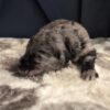 Bernedoodle – Wally
