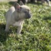 Lilac Fawn AKC French Bulldog Puppy!