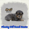 Krait ~ Toy Blue Merle Aussie Female