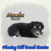 Mamba ~ Toy Black Tri Aussie Female