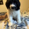 St. Berdoodle