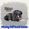 Taipan ~ Toy Blue Merle Aussie Female