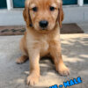 Light Blue Male