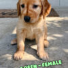 Green Female