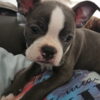 It’s Bluey!