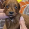 Miniature Goldendoodle Girl