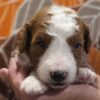 Miniature Goldendoodle Boy