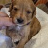 Miniature Goldendoodle Boy