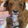 Miniature Goldendoodle Boy