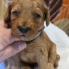 Miniature Goldendoodle Boy