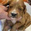 Miniature Goldendoodle Boy