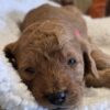 Miniature Goldendoodle Boy