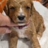 Miniature Goldendoodle Boy