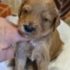 Miniature Goldendoodle Boy