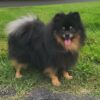 FCI Male Purebreed Pomeranian