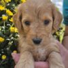 Miniature Goldendoodle Boy