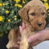 Miniature Goldendoodle Boy