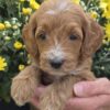 Miniature Goldendoodle Boy